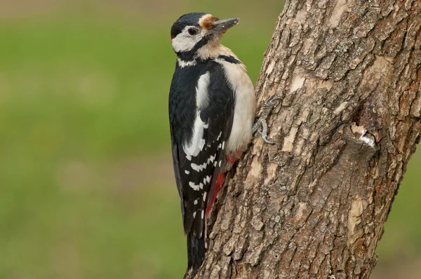 Gran pájaro carpintero manchado (Dendrocopos major) —  Fotos de Stock