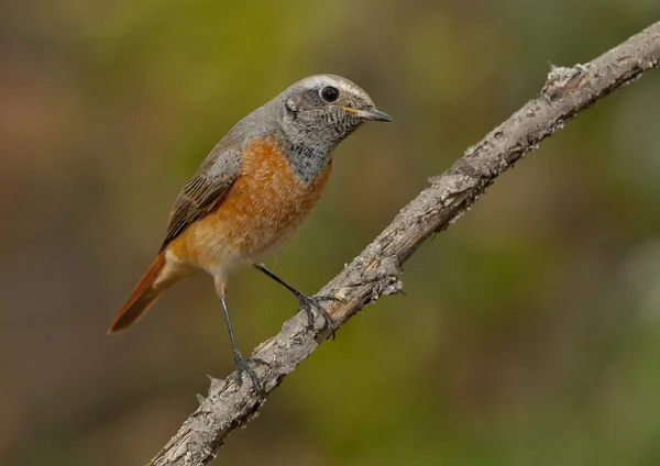 Gyakori vörösindítás (Phoenicurus phoenicurus) Jogdíjmentes Stock Képek