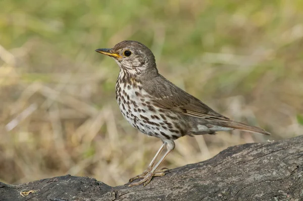 Song rigó (Turdus philomelos)) Stock Kép