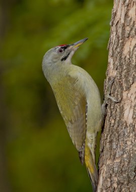 Gri başlı Ağaçkakan (Picus Canus)
