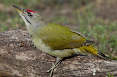 Gri başlı Ağaçkakan (Picus Canus)