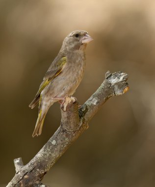 Avrupa yeşil ispinozu (Chloris chloris)