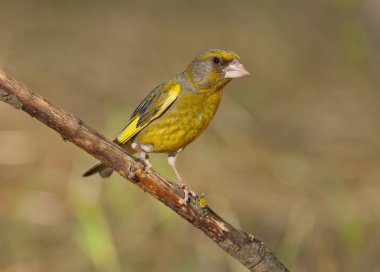 Avrupa yeşil ispinozu (Chloris chloris)
