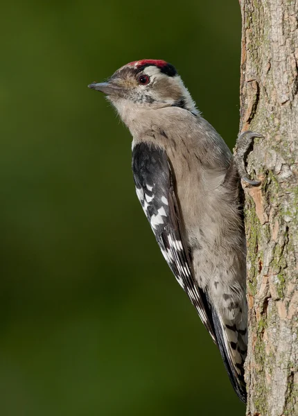 Pájaro carpintero con manchas menores (Dryobates minor) —  Fotos de Stock