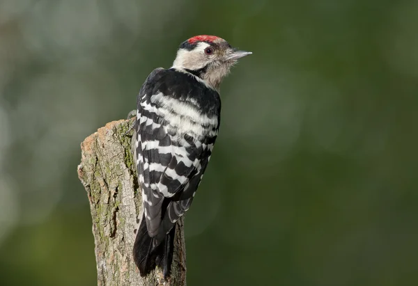 Lesser spotted woodpecker (Dryobates minor) — Stock Photo, Image