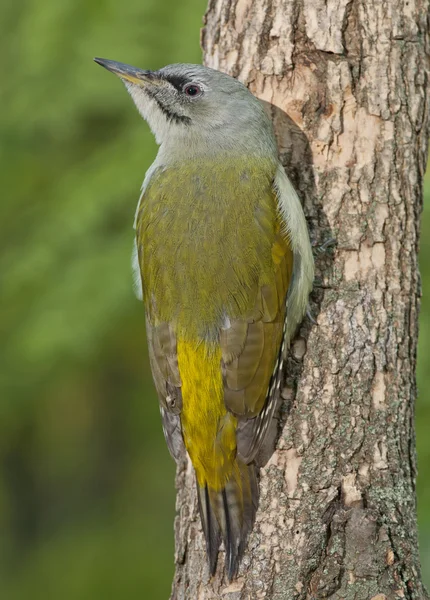 Grauspecht (Picus Canus)) — Stockfoto