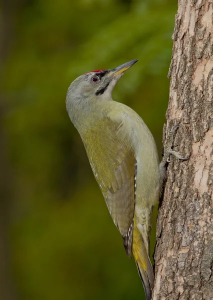 Grey-headed woodpecker (Picus canus) — Stock Photo, Image