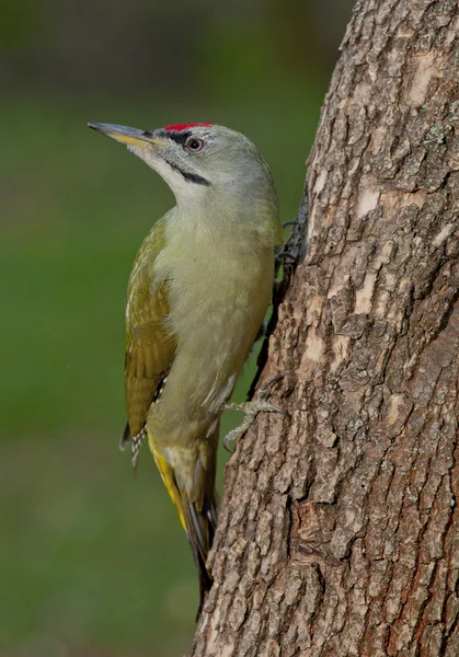 Grauspecht (Picus Canus)) — Stockfoto