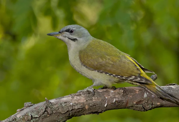 Μαυροκέφαλος τρυποκάρυδος (Picus Canus) — Φωτογραφία Αρχείου