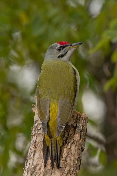 Grey-headed woodpecker (Picus canus) — Stock Photo, Image