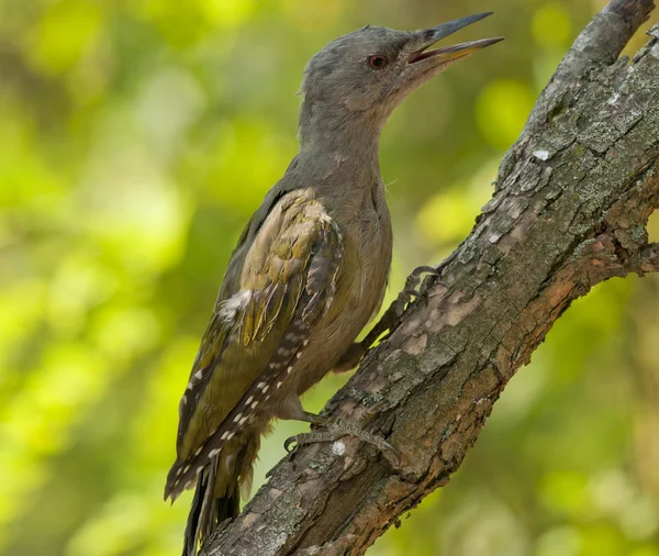 Grey-headed woodpecker (Picus canus) — Stock Photo, Image