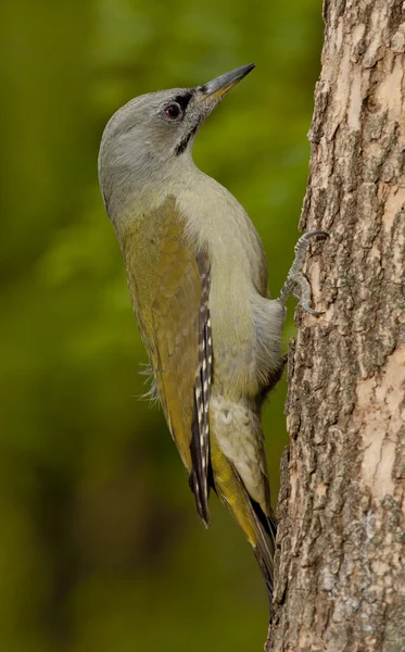 Grey-headed woodpecker (Picus canus) — Stock Photo, Image