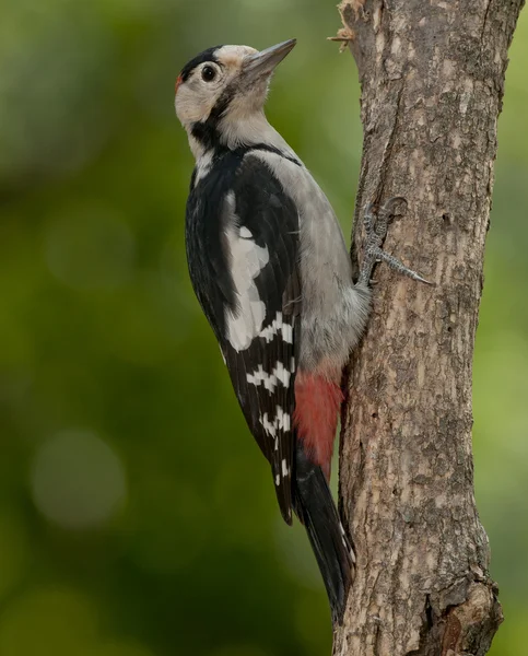 Syrian woodpecker (Dendrocopos syriacus) — Stock Photo, Image