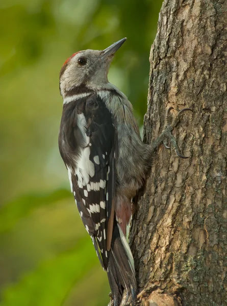 Middle spotted woodpecker (Leiopicus medius) — Stock Photo, Image