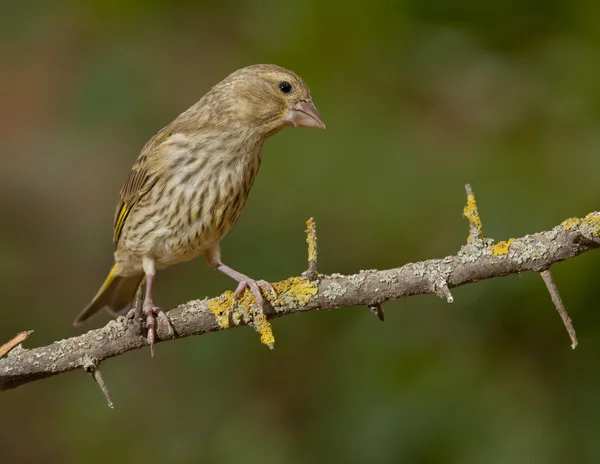 Zimorodek europejski (Chloris chloris)) — Zdjęcie stockowe