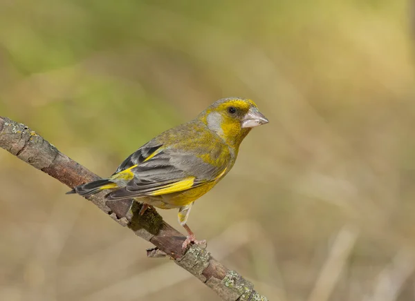 Europeisk grönfink (kloris chloris)) — Stockfoto