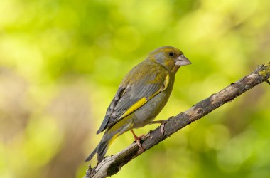 Avrupa yeşil ispinozu (Chloris chloris)