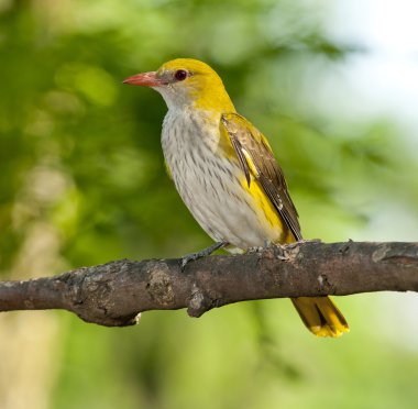 Bayağı sarıasma (Oriolus oriolus)