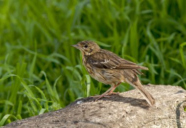 Ağaç incir kuşu (Anthus trivialis)