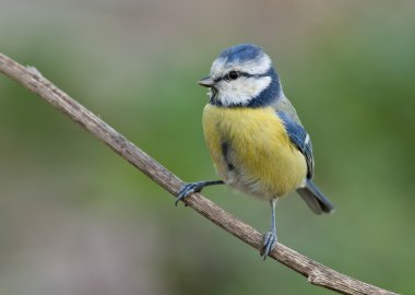 Avrasya Mavi baştankara (Parus caeruleus)