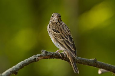 Ağaç incir kuşu (Anthus trivialis)
