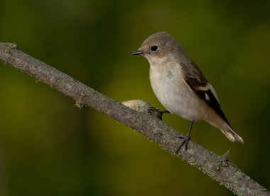 Yakalı sinekkapan (Ficedula albicollis)