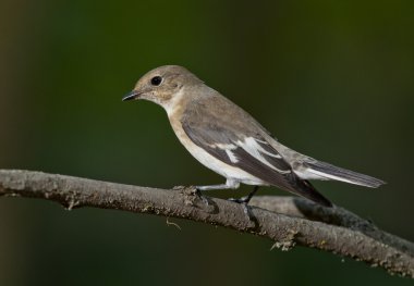 Yakalı sinekkapan (Ficedula albicollis)