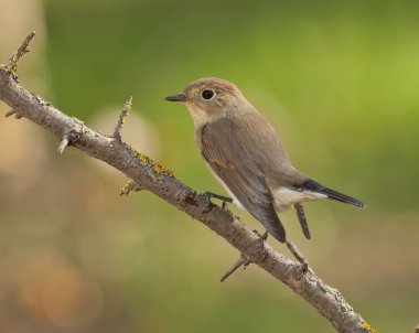 Kırmızı göğüslü sinekkapan (Ficedula parva)