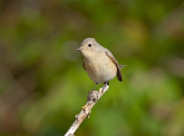 Kırmızı göğüslü sinekkapan (Ficedula parva)