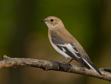 Yarı yakalı sinekkapan (Ficedula semitorquata)