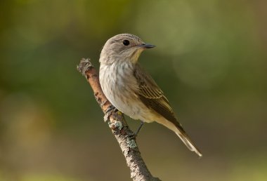 Benekli sinekkapan (muscicapa striata)