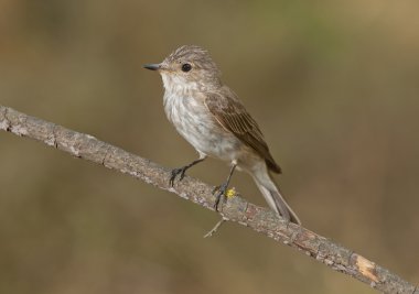 Benekli sinekkapan (muscicapa striata)