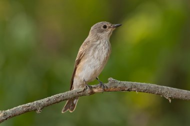 Benekli sinekkapan (muscicapa striata)