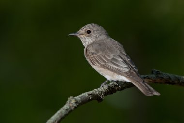 Benekli sinekkapan (muscicapa striata)