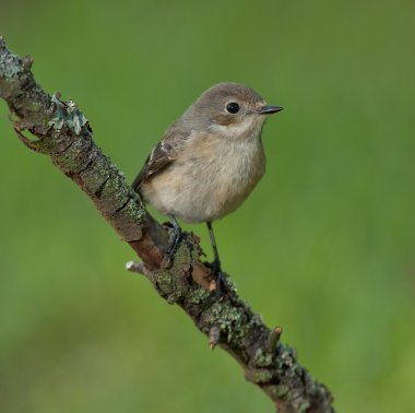 Avrupa Pied Flycatcher (Ficedula hypoleuca)