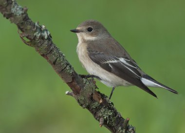 Avrupa Pied Flycatcher (Ficedula hypoleuca)