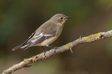 Avrupa Pied Flycatcher (Ficedula hypoleuca)
