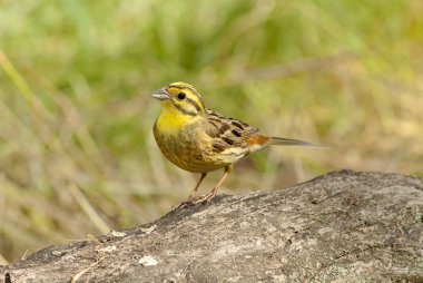 Yellowhammer (Emberiza citrinella)