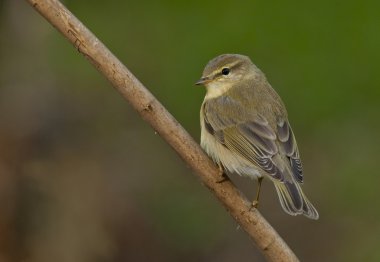 Willow çıvgın (Phylloscopus trochilus)