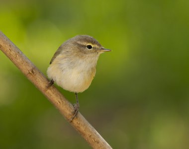 Willow çıvgın (Phylloscopus trochilus)
