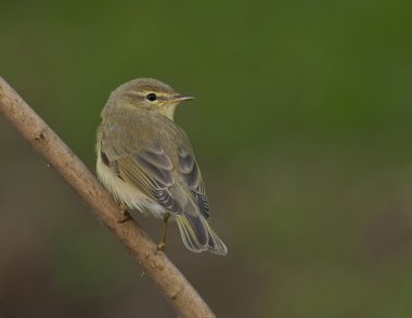 Willow çıvgın (Phylloscopus trochilus)