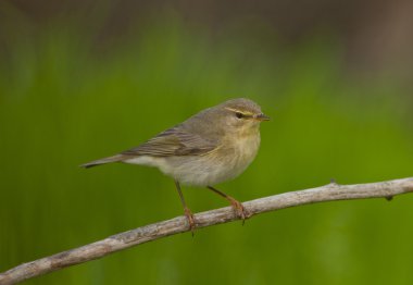 Willow çıvgın (Phylloscopus trochilus)