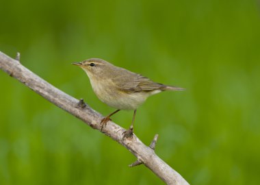 Willow çıvgın (Phylloscopus trochilus)