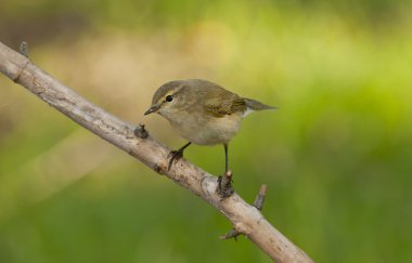 Yaygın chiffchaff (Phylloscopus collybita)