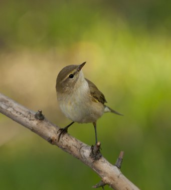 Yaygın chiffchaff (Phylloscopus collybita)