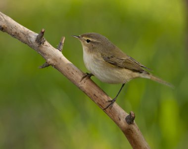 Yaygın chiffchaff (Phylloscopus collybita)