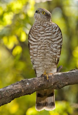 Bayağı atmaca (Accipiter nisus)