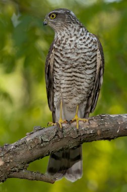 Bayağı atmaca (Accipiter nisus)