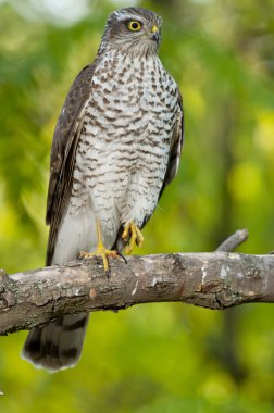 Bayağı atmaca (Accipiter nisus)