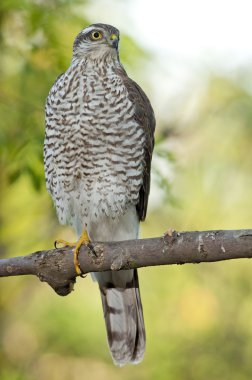 Bayağı atmaca (Accipiter nisus)